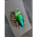 Briar and Bone Jewel Wing Beetle Brooch