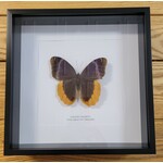 Gold-Edged Owl Butterfly in Frame