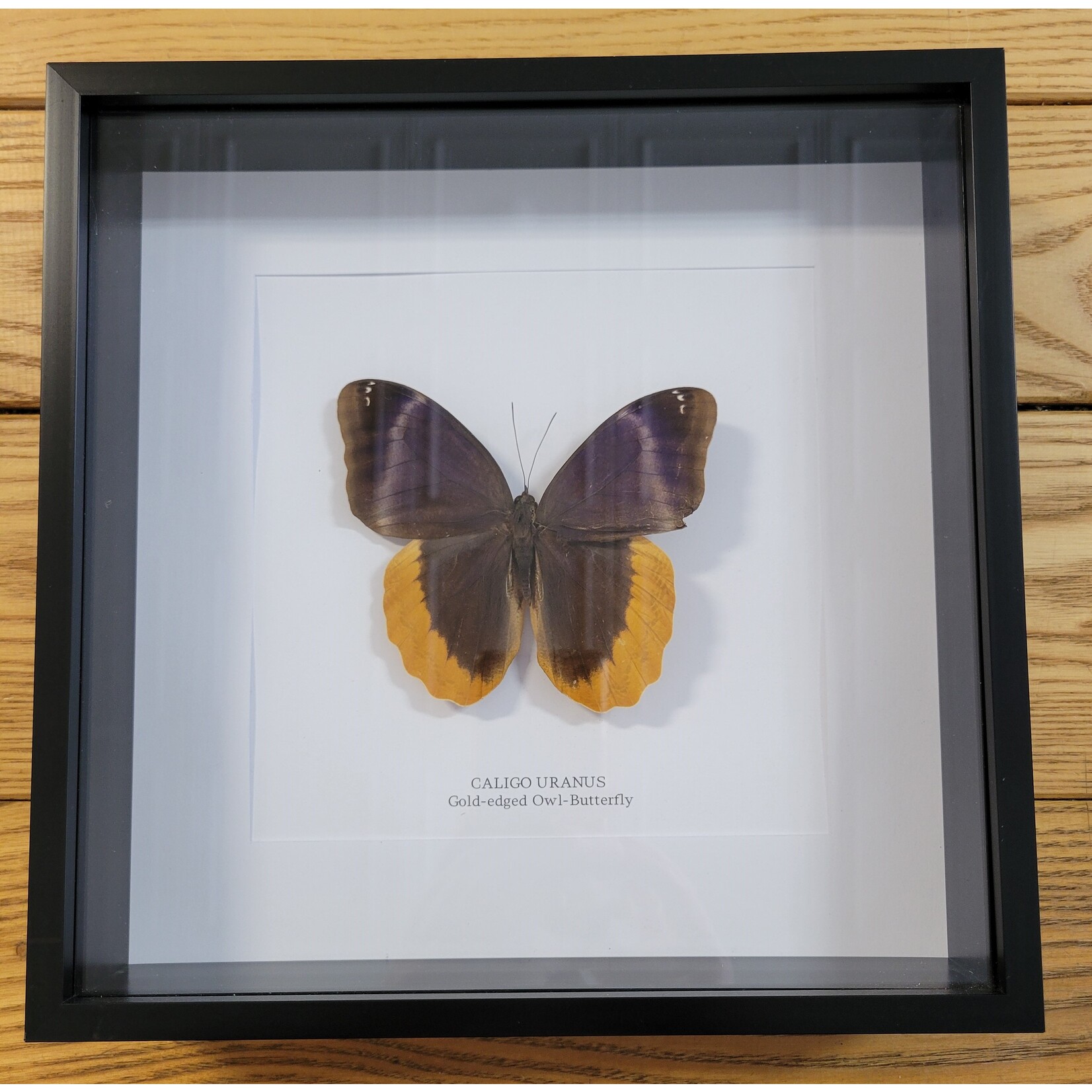 Gold-Edged Owl Butterfly in Frame