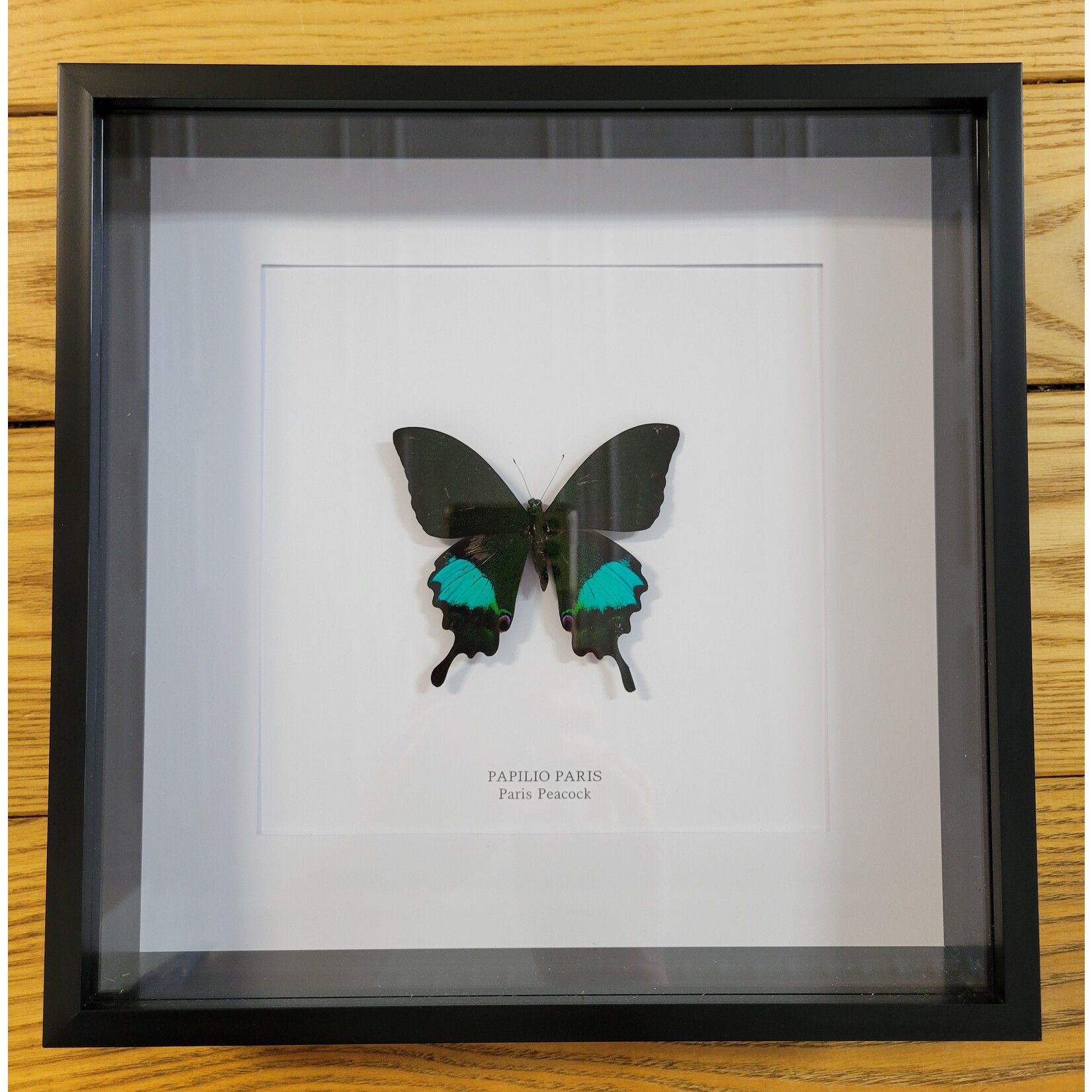 Curated Studios Paris Peacock Butterfly - Framed