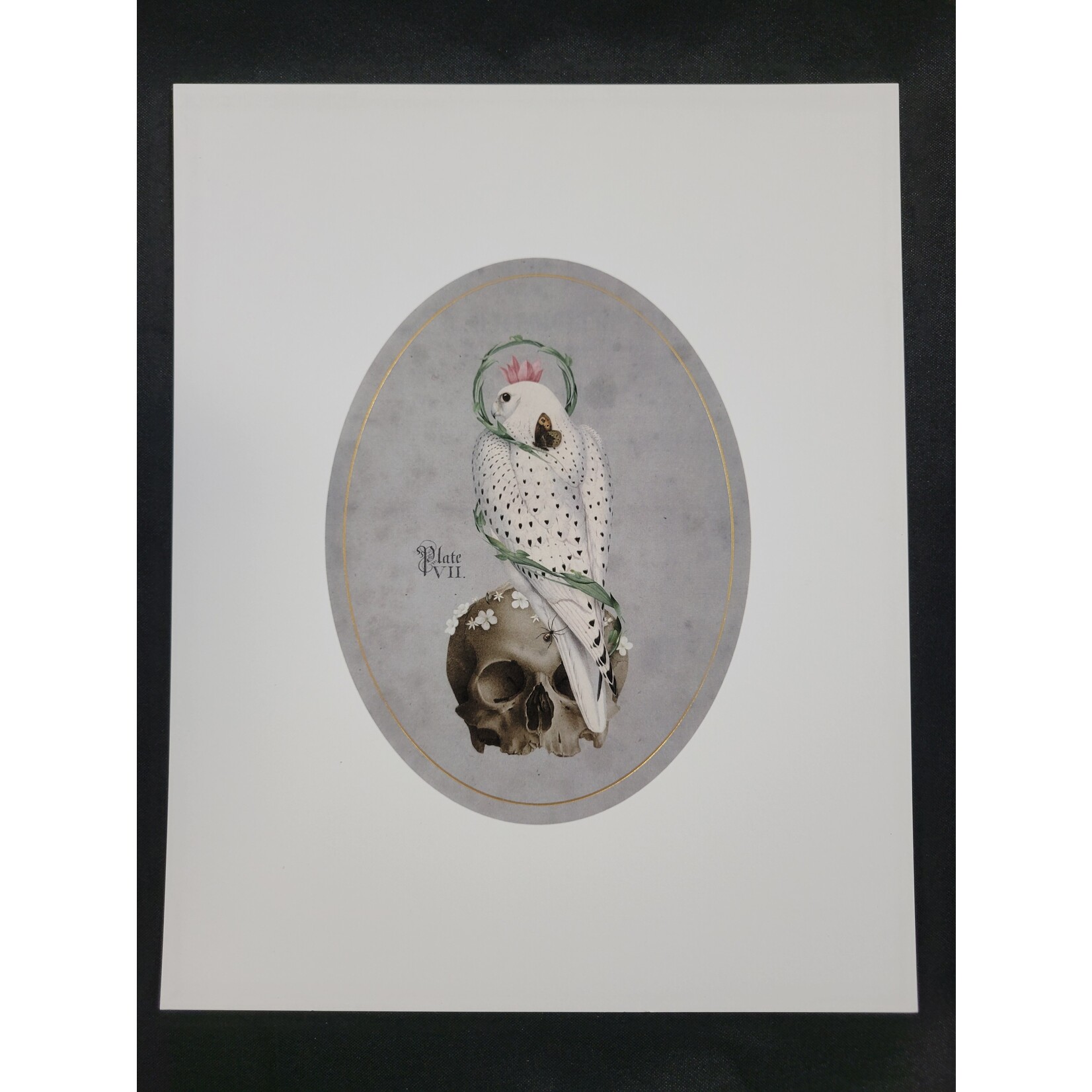 Open Sea Falcon with Skull 8x10 Print