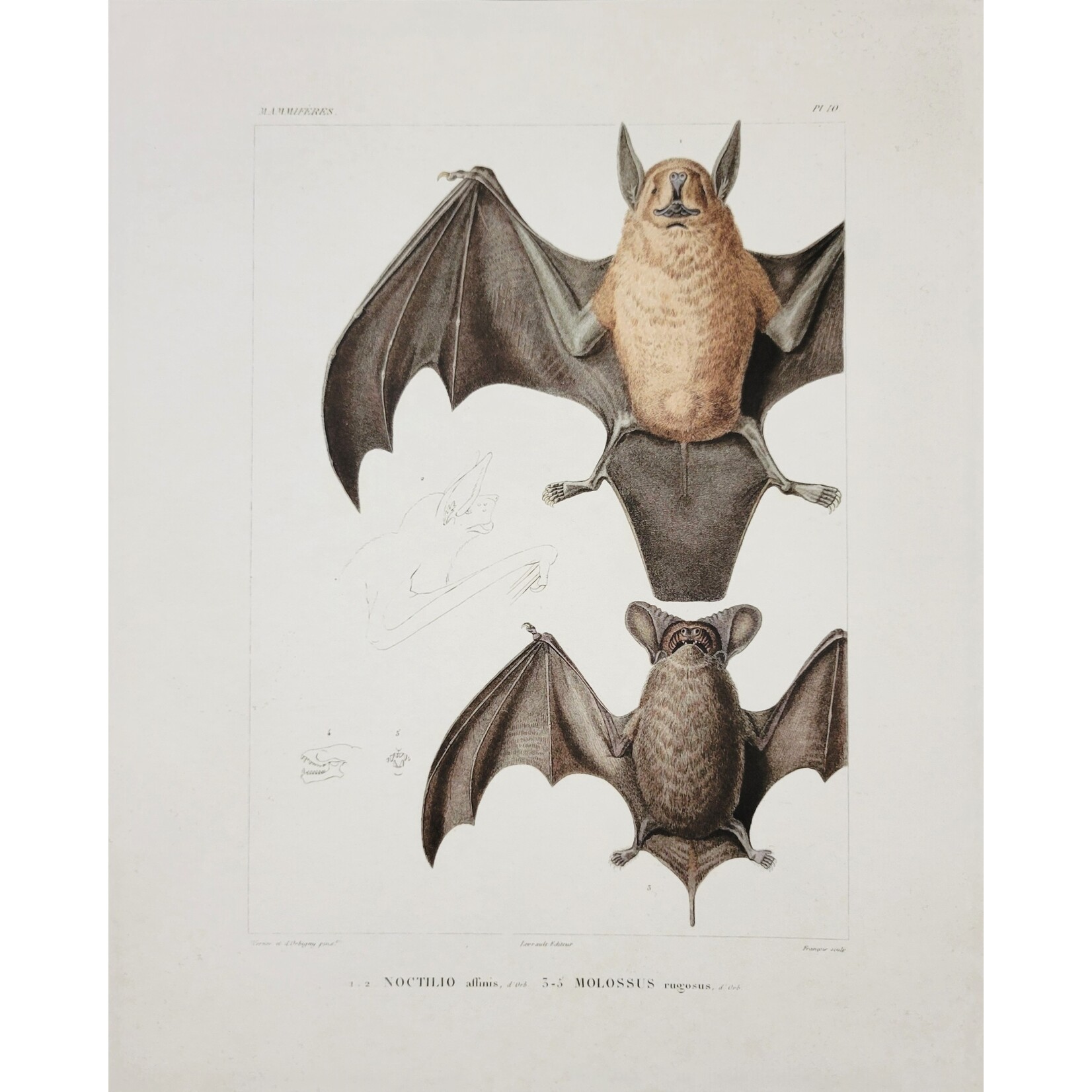 Curious Prints Vintage Mexican Freetail Bat Print- 8in X 10in