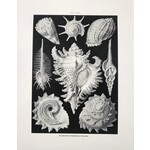 Vintage Haeckel Sea Snail Print- 8in X 10in