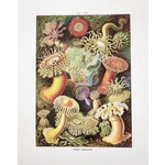 Vintage Haeckel Sea Anemone Print- 8in X 10in