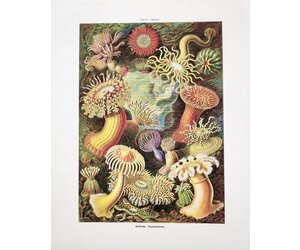 vintage-haeckel-sea-anemone-