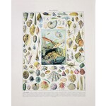Vintage French Mollusk Shell Print- 8in X 10in