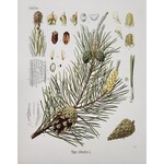 Vintage Botanical Scots Pine Print- 8in X 10in