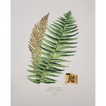 Curious Prints Vintage Botanical Ostrich Fern Print- 8in X 10in