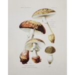 Curious Prints Vintage Blusher Mushroom Print- 8in X 10in