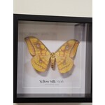 Yellow Silk Moth-  Framed