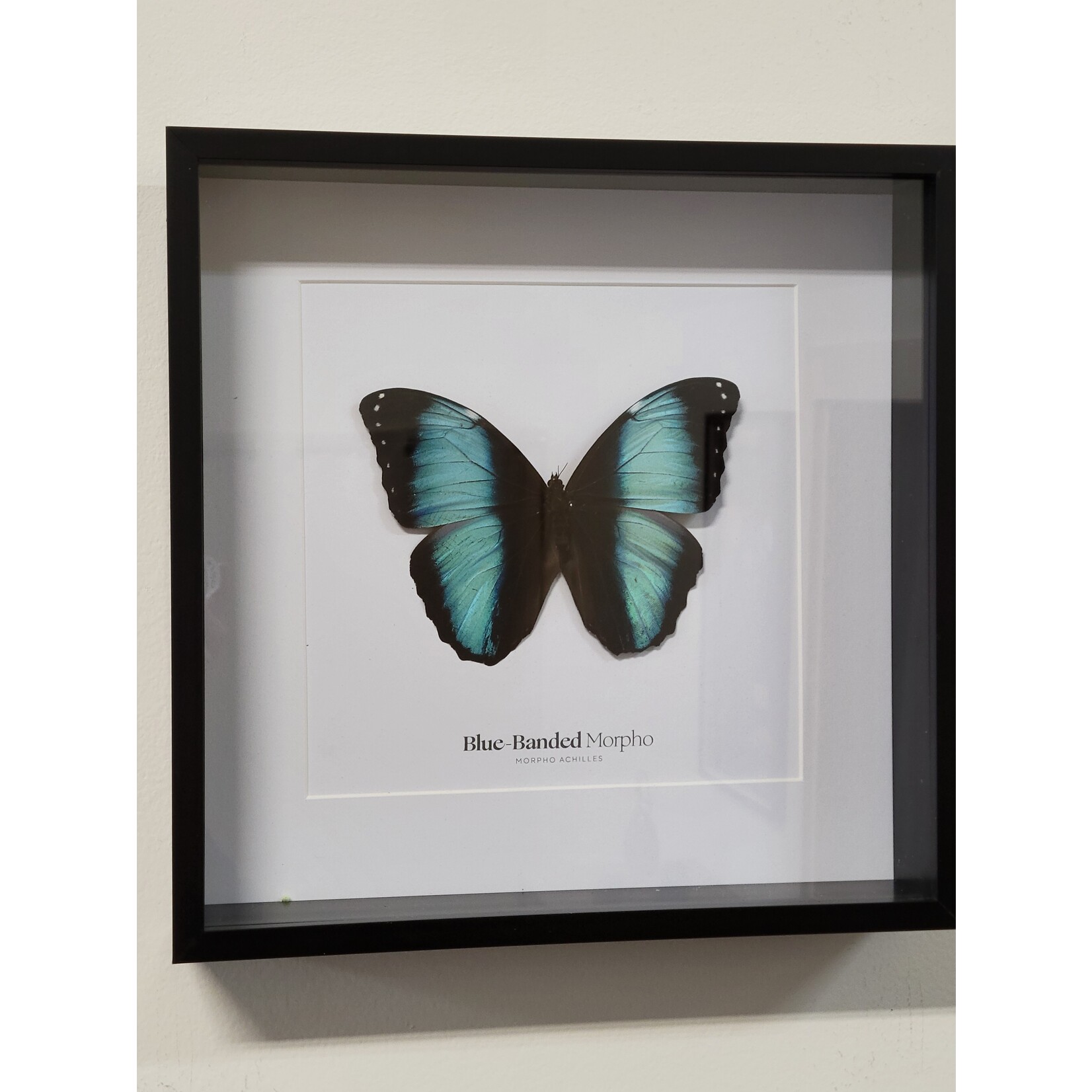 Blue Banded Morpho- Framed