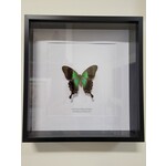 Curated Studios Peranthus Swallowtail- Framed