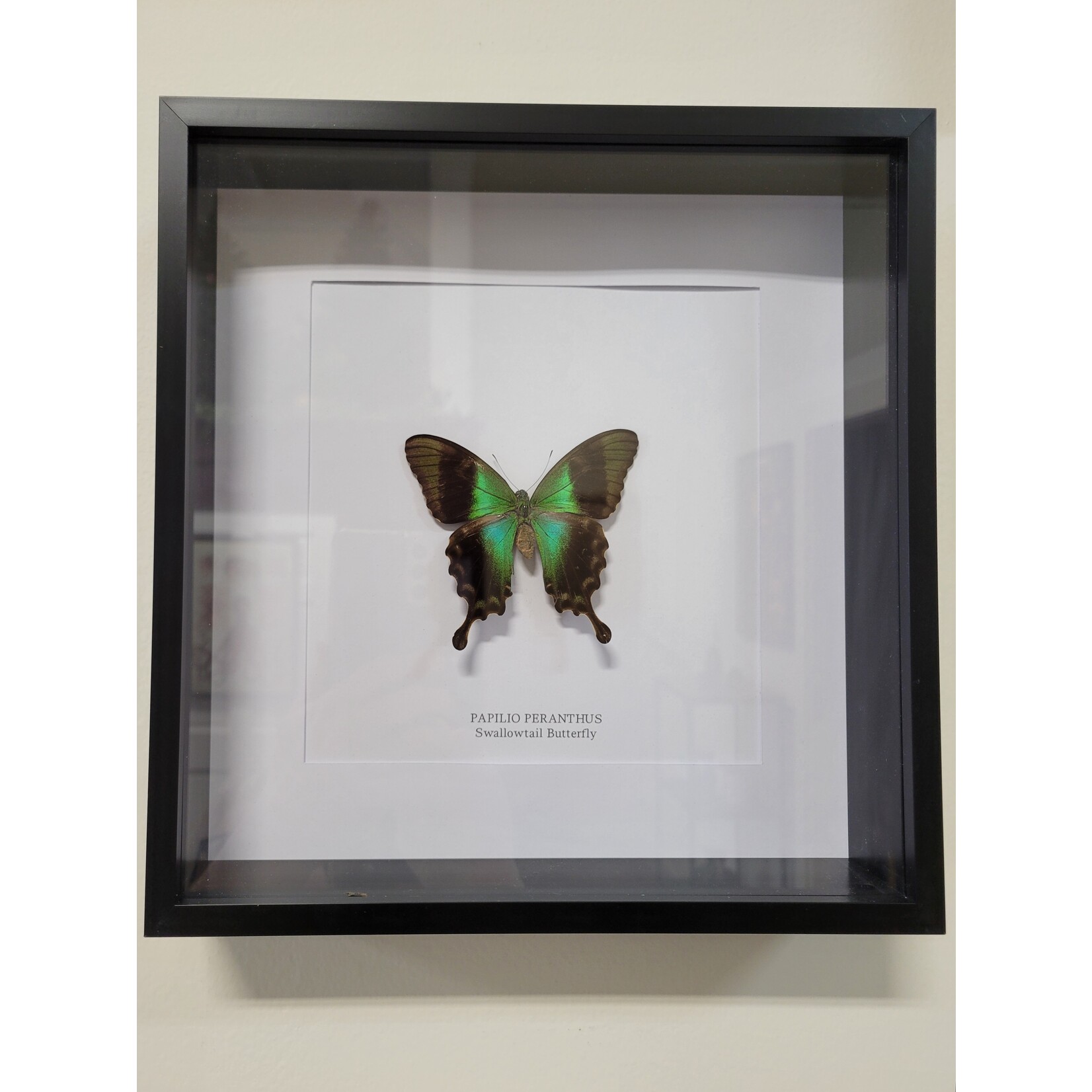Curated Studios Peranthus Swallowtail- Framed