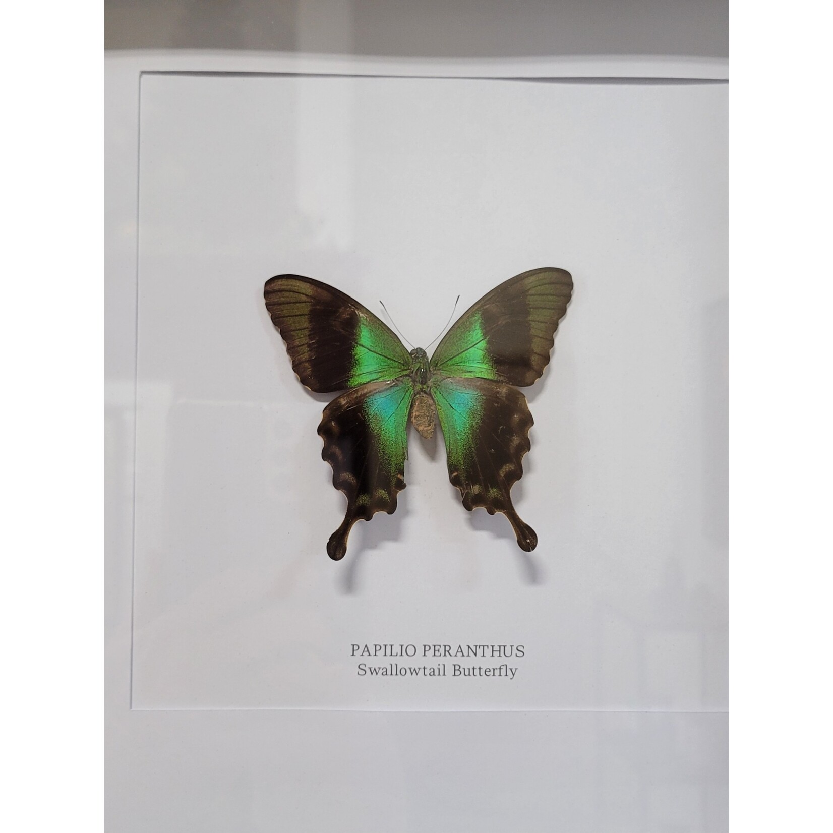 Curated Studios Peranthus Swallowtail- Framed