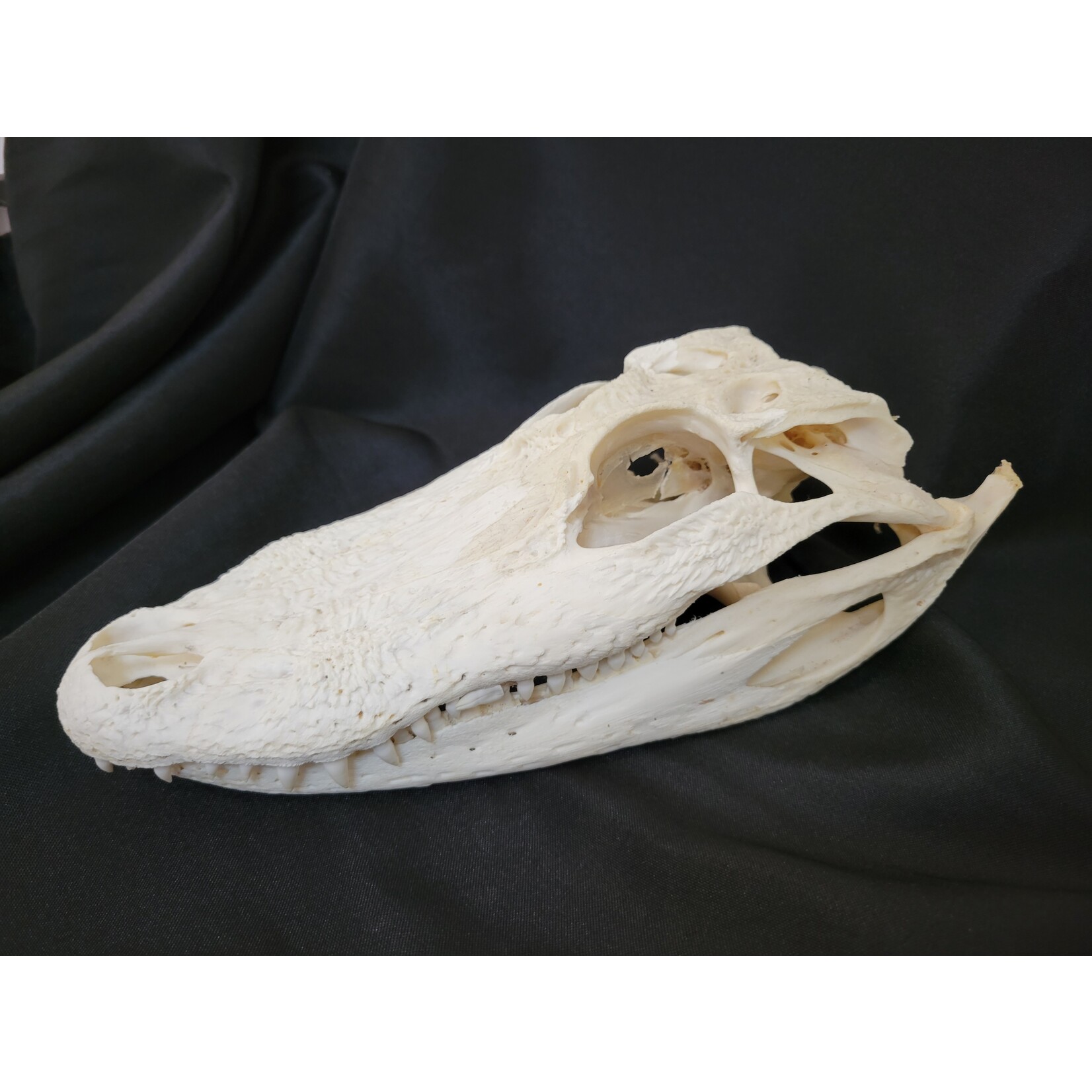 Briar & Bone Alligator Skull 10in