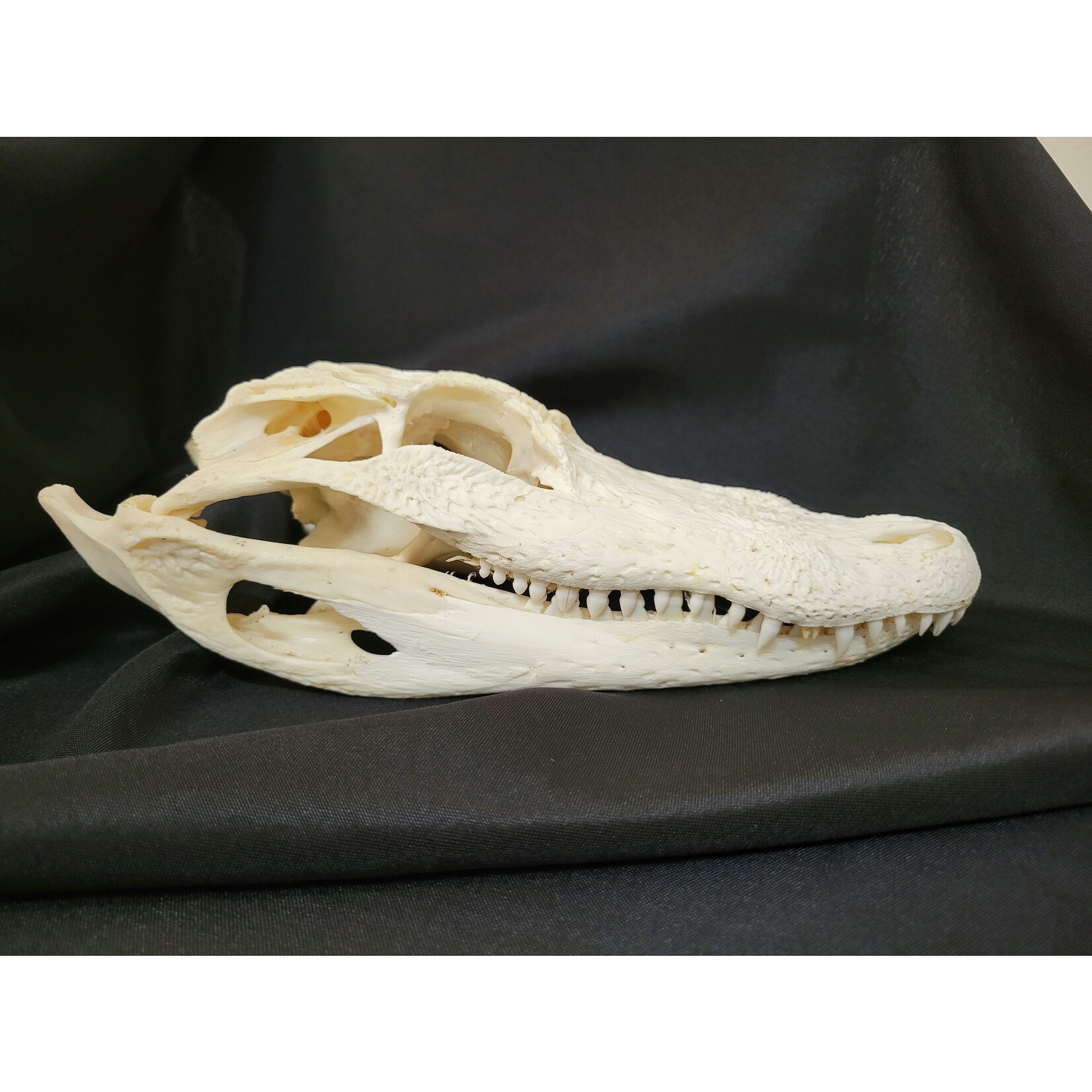 Briar & Bone Alligator Skull 10in
