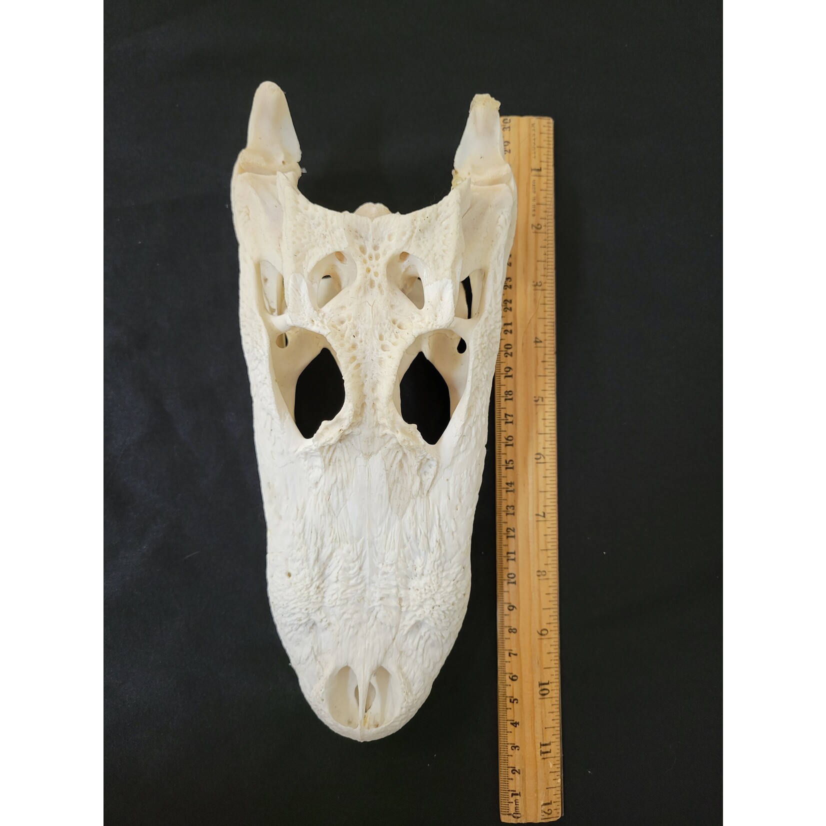 Briar & Bone Alligator Skull 10in