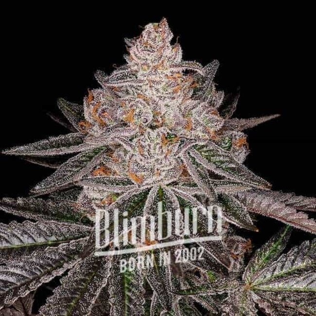 Blimburn Seeds