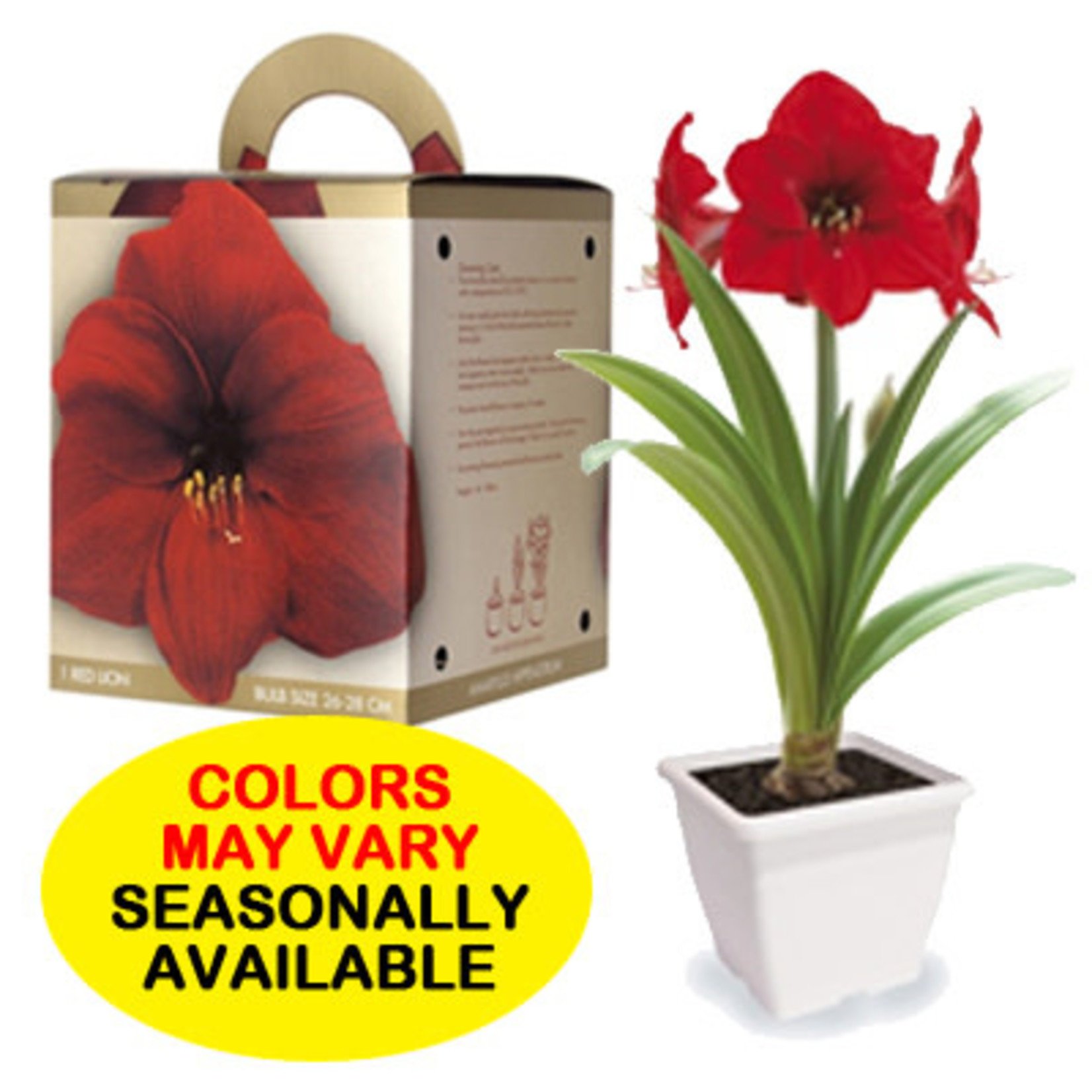 A.D.R. Bulb Amaryllis Gift Kit Assorted