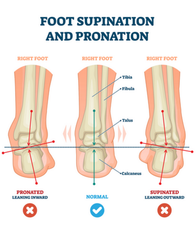 Pedag Correct Straight Stepper (129)
