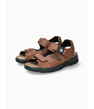 Mephisto Shark