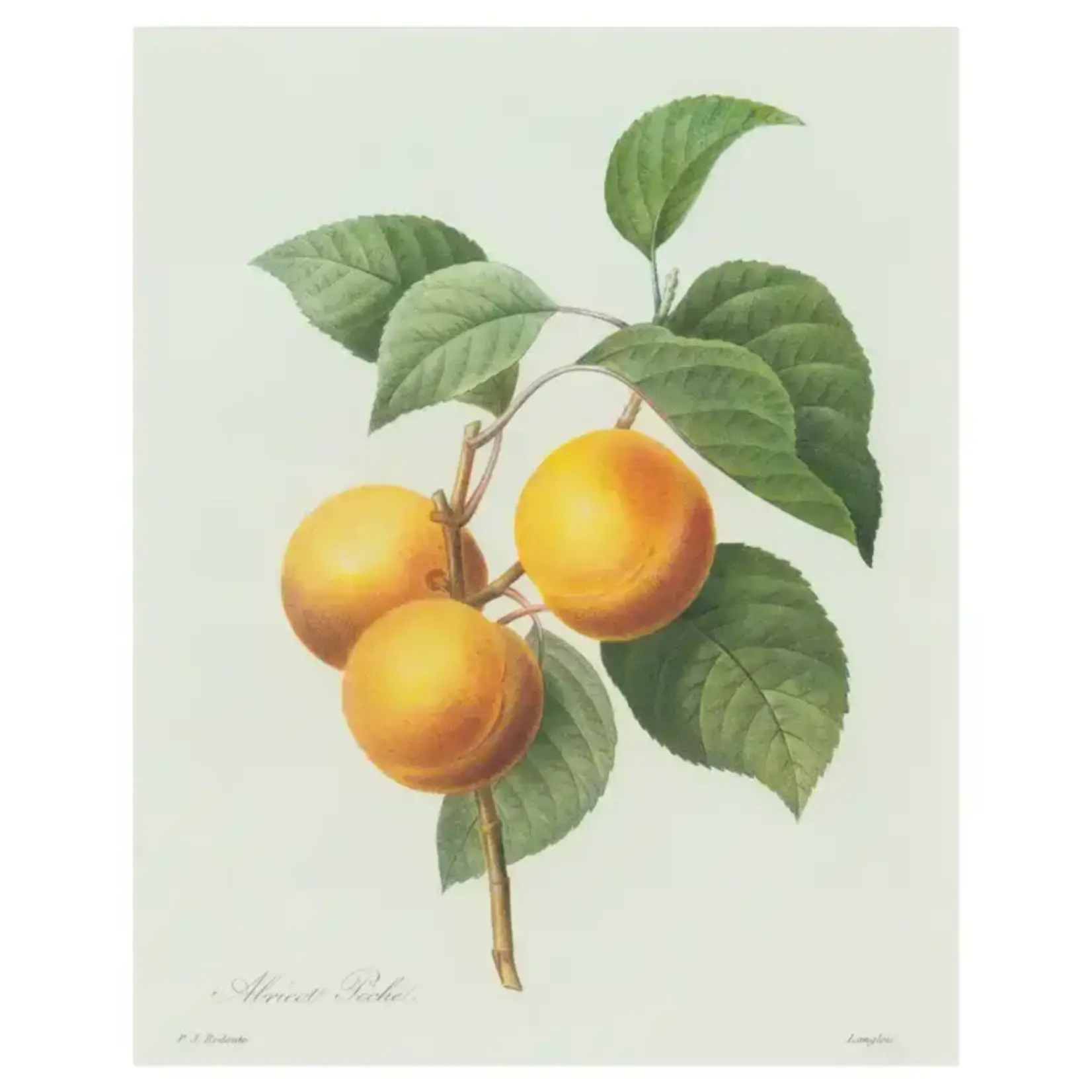 Vintage Botanical Print Apricot 8x10