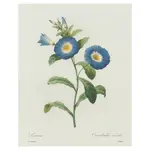 Vintage Botanical Blue & Yellow Flora  Print 8x10