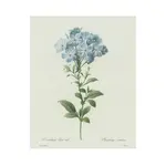 Vintage Botanical Blue Floral  Print 5x7