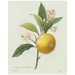 Vintage Botanical Orange Fruit Print 8X10