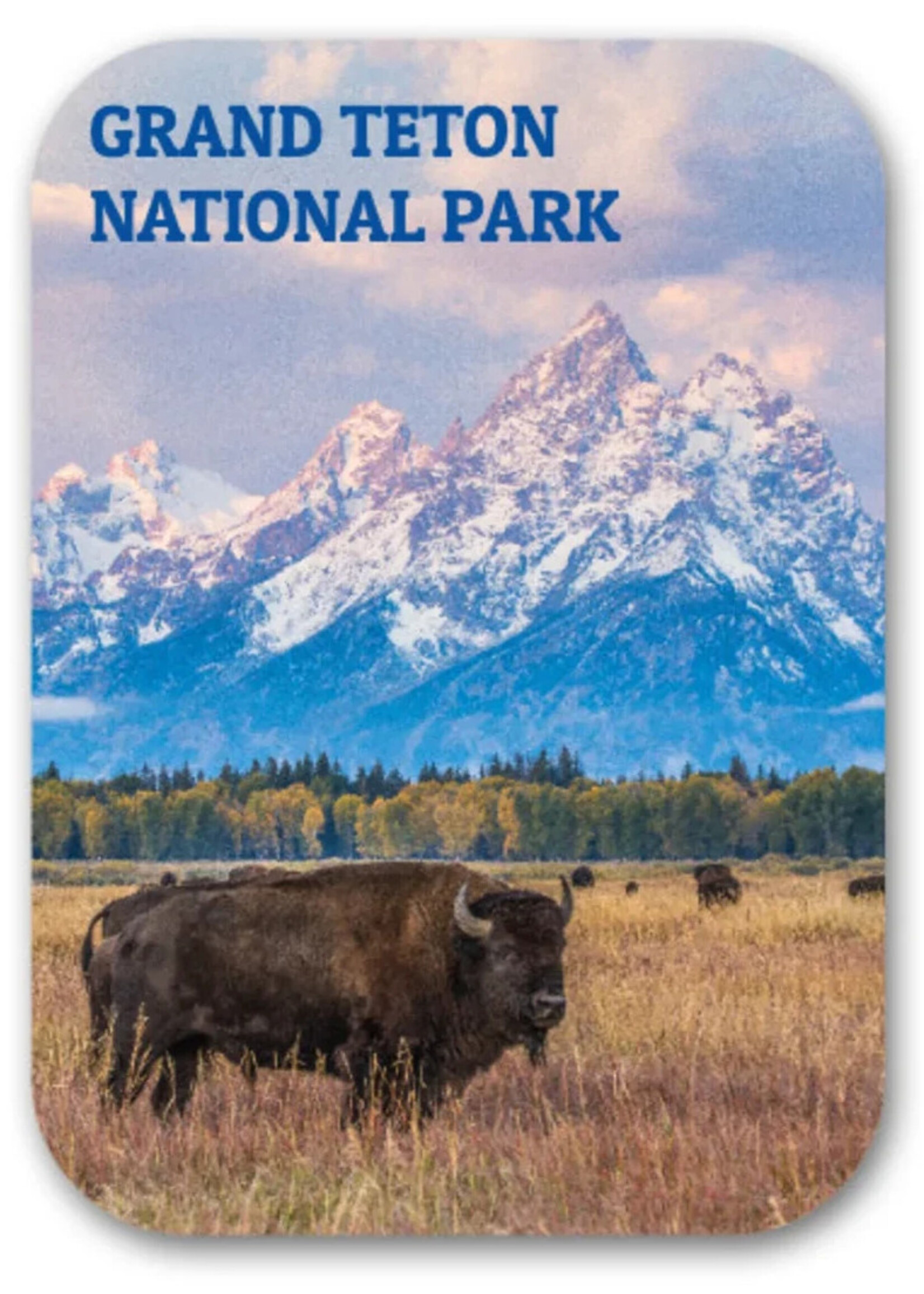 GTNP Autumn Bison Magnet