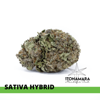Plushberry Kush Hugo [AAA]