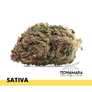 Jack Herer [AAA]
