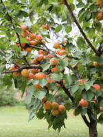 Puget Gold Apricot Semi Dwarf