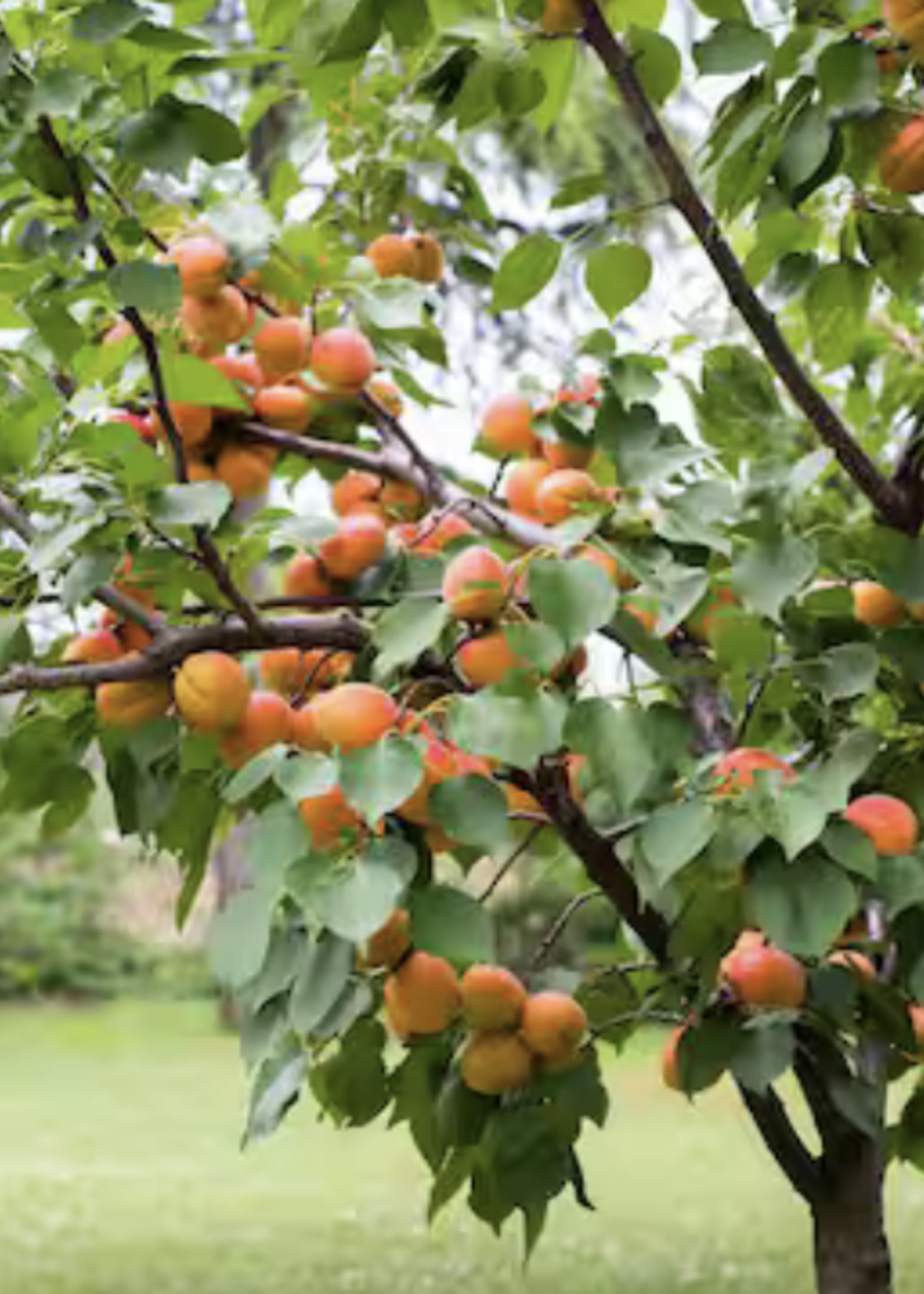 Puget Gold Apricot Semi Dwarf