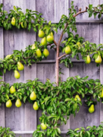 Espaliered Asian Pear