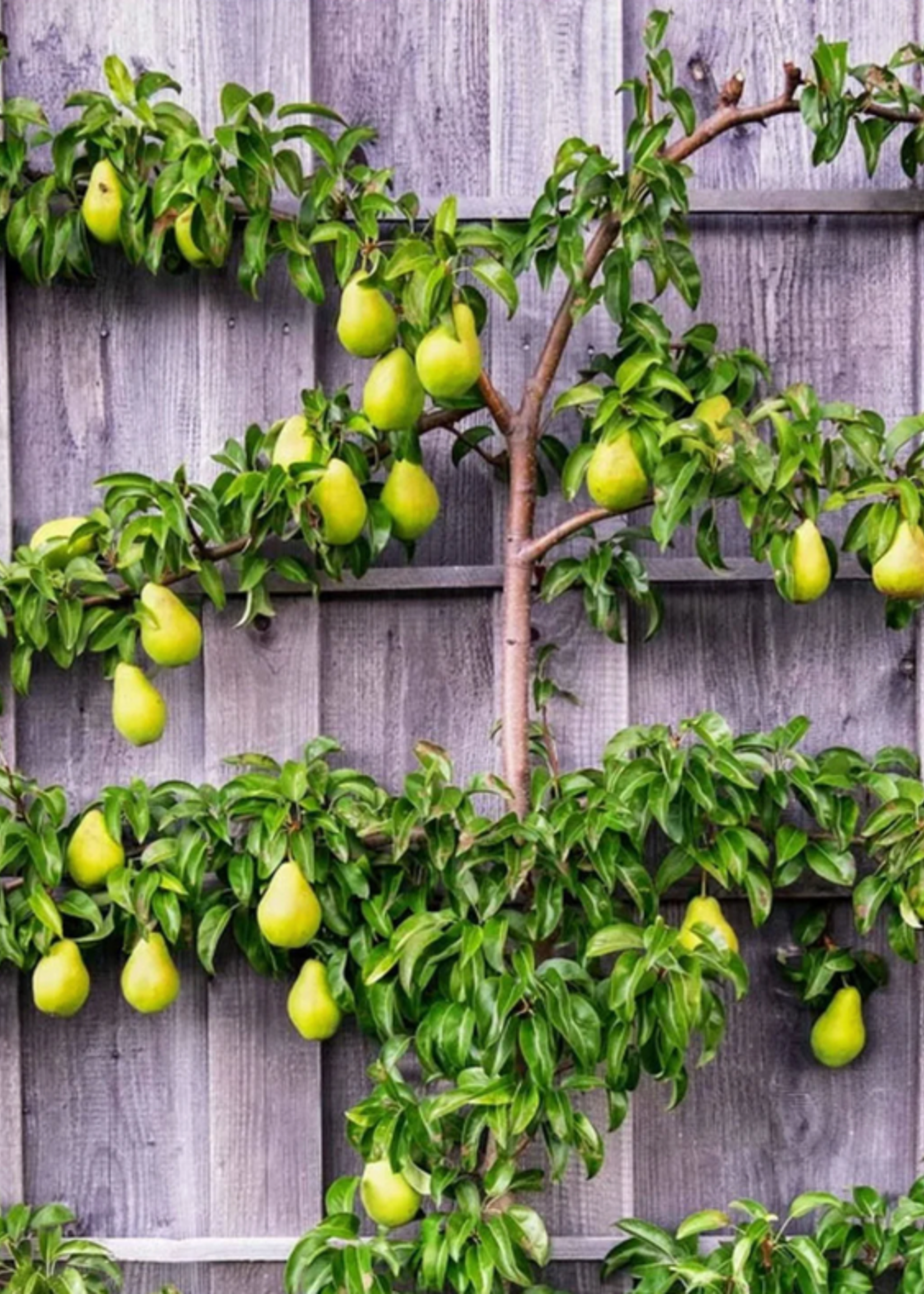 Espaliered Asian Pear