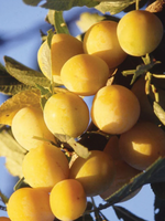 Plum Mirabella De Metz Semi Dwarf