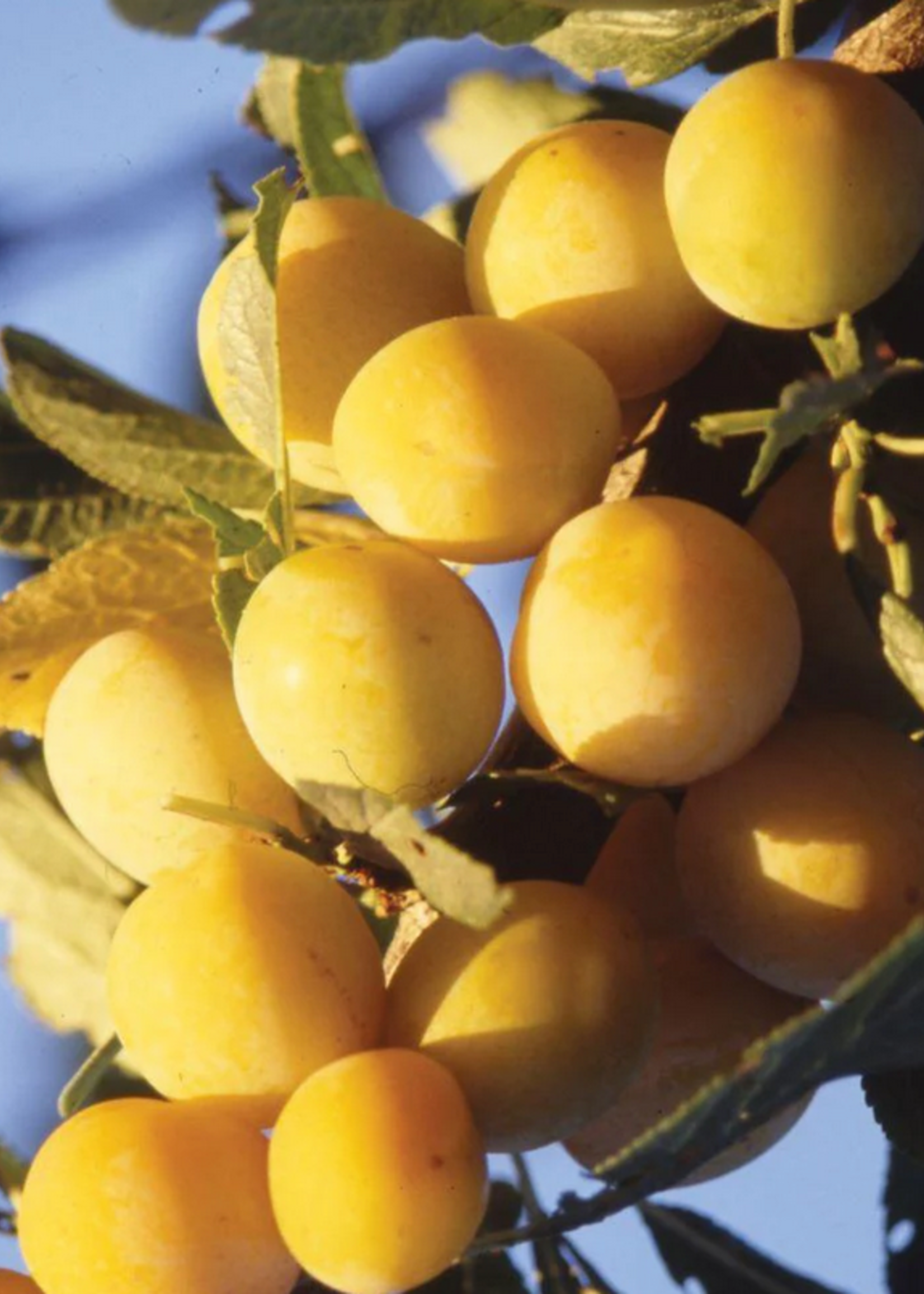 Plum Mirabella De Metz Semi Dwarf