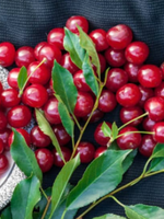 Cherry Morello-Pie  Dwarf Tree