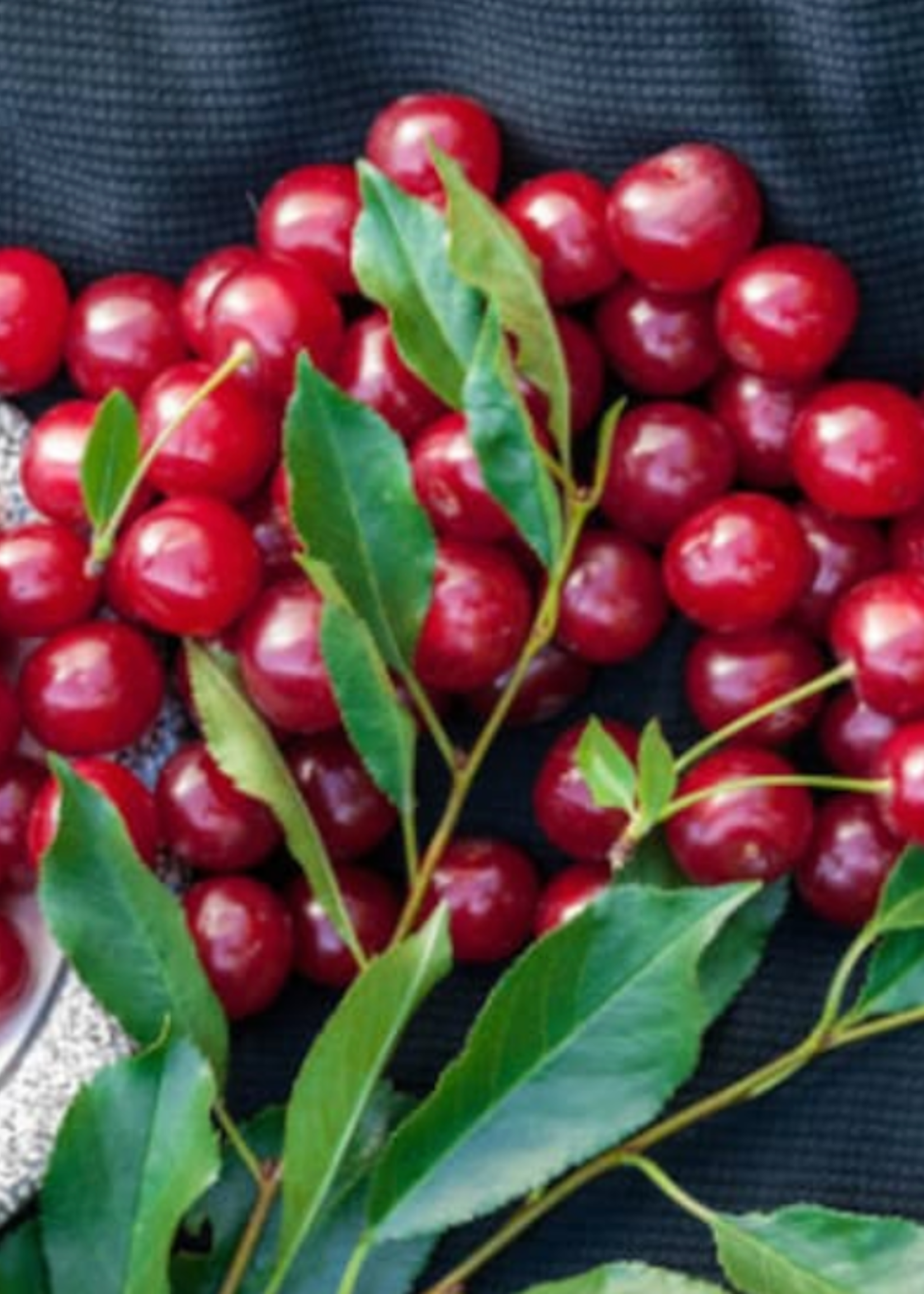 Cherry Morello-Pie  Dwarf Tree