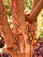 Paper Bark Maple