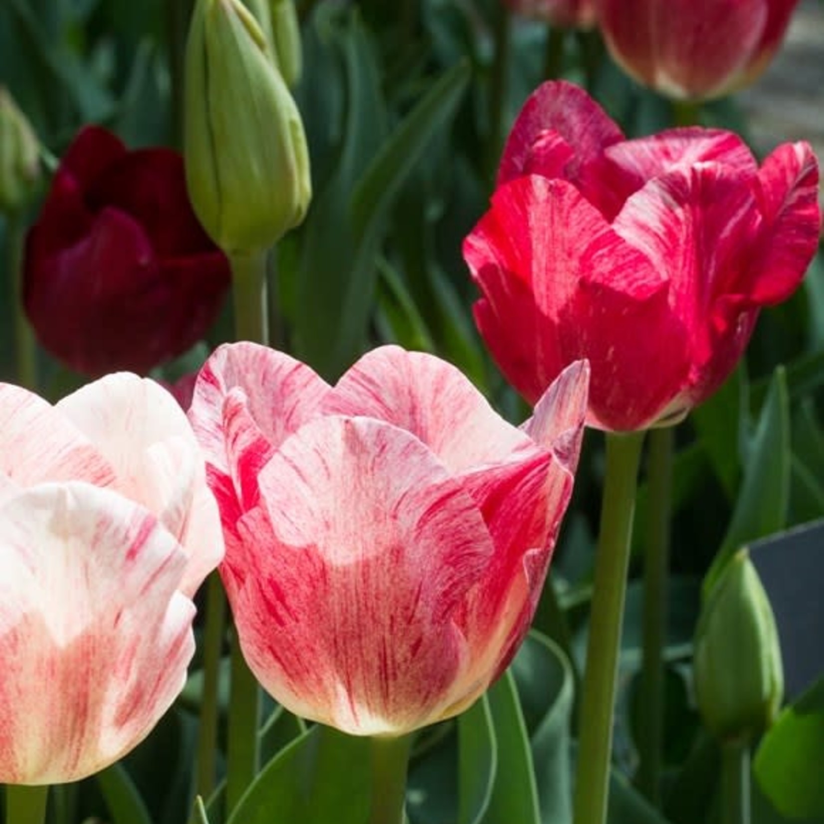 Community Outreach Tulip BULBS 10ct LATE