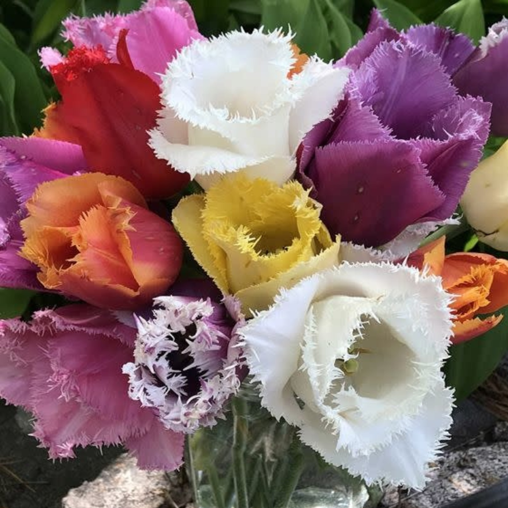 Community Outreach Tulip BULBS 10ct LATE