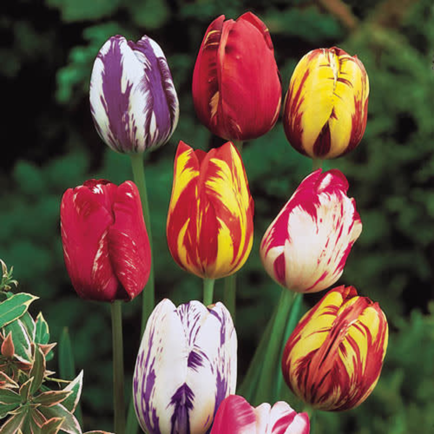 Community Outreach Tulip BULBS 10ct LATE