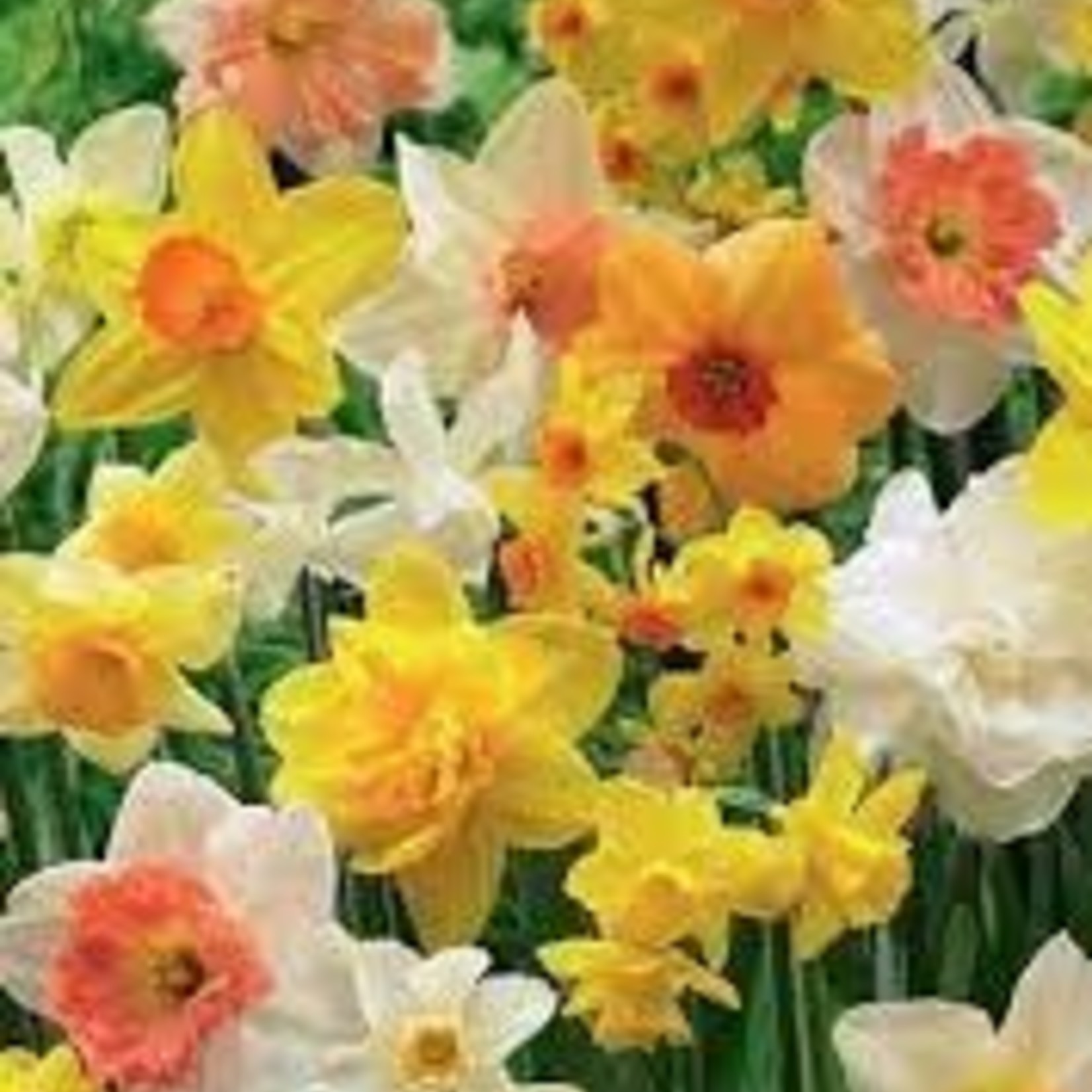 Community Outreach Daffodil BULB