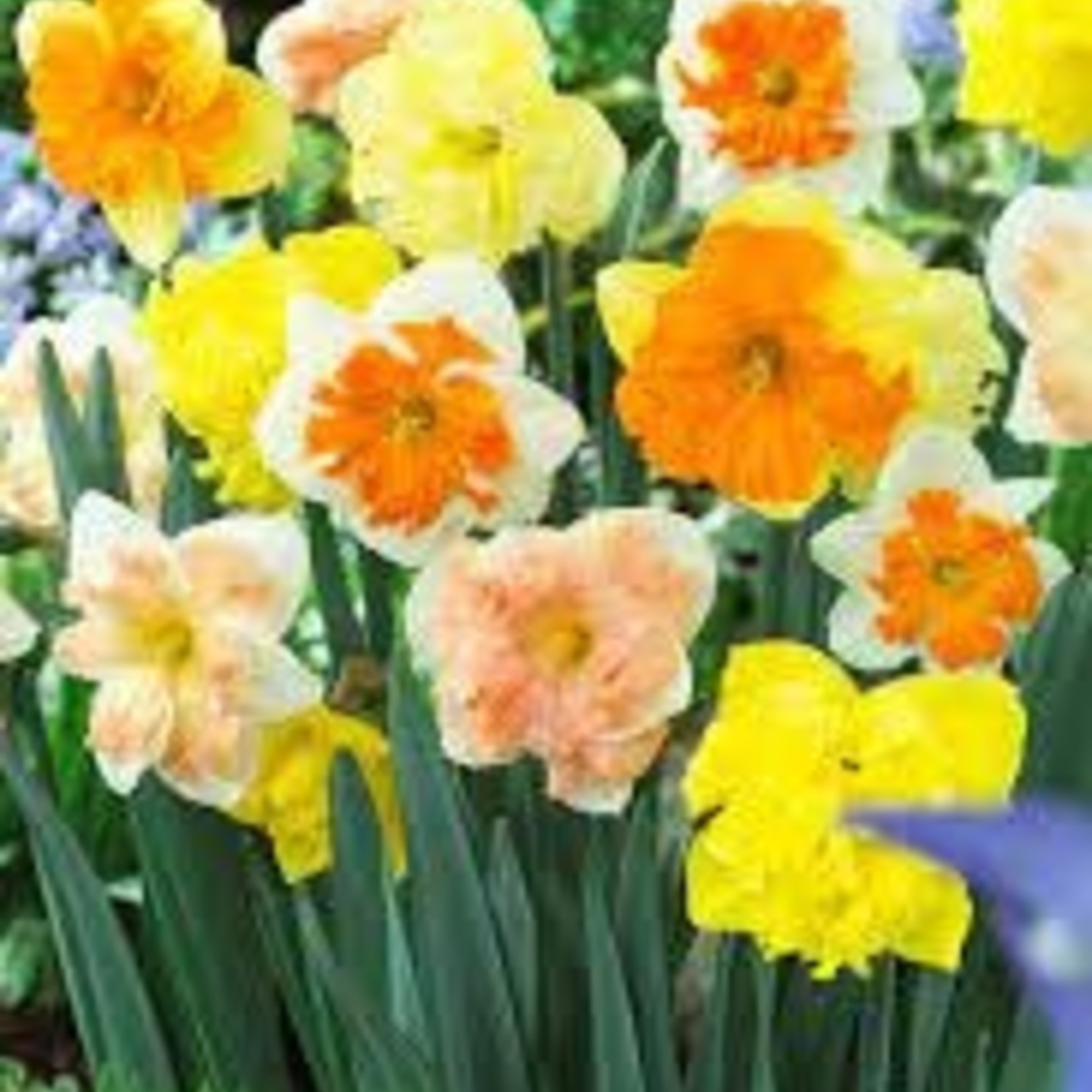 Community Outreach Daffodil BULB