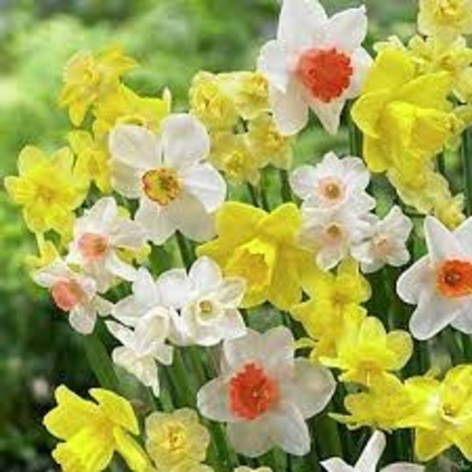 Community Outreach Daffodil BULB