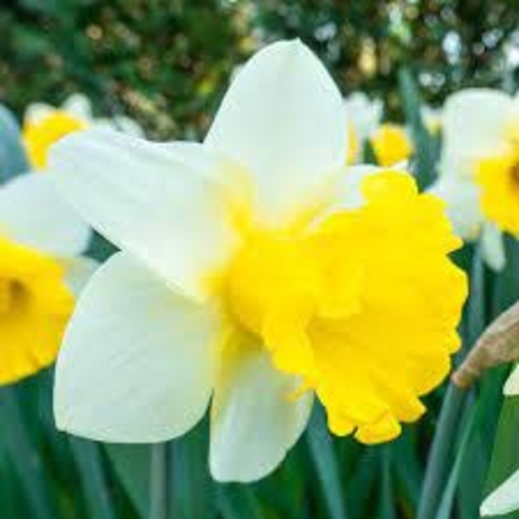 Community Outreach Daffodil BULB