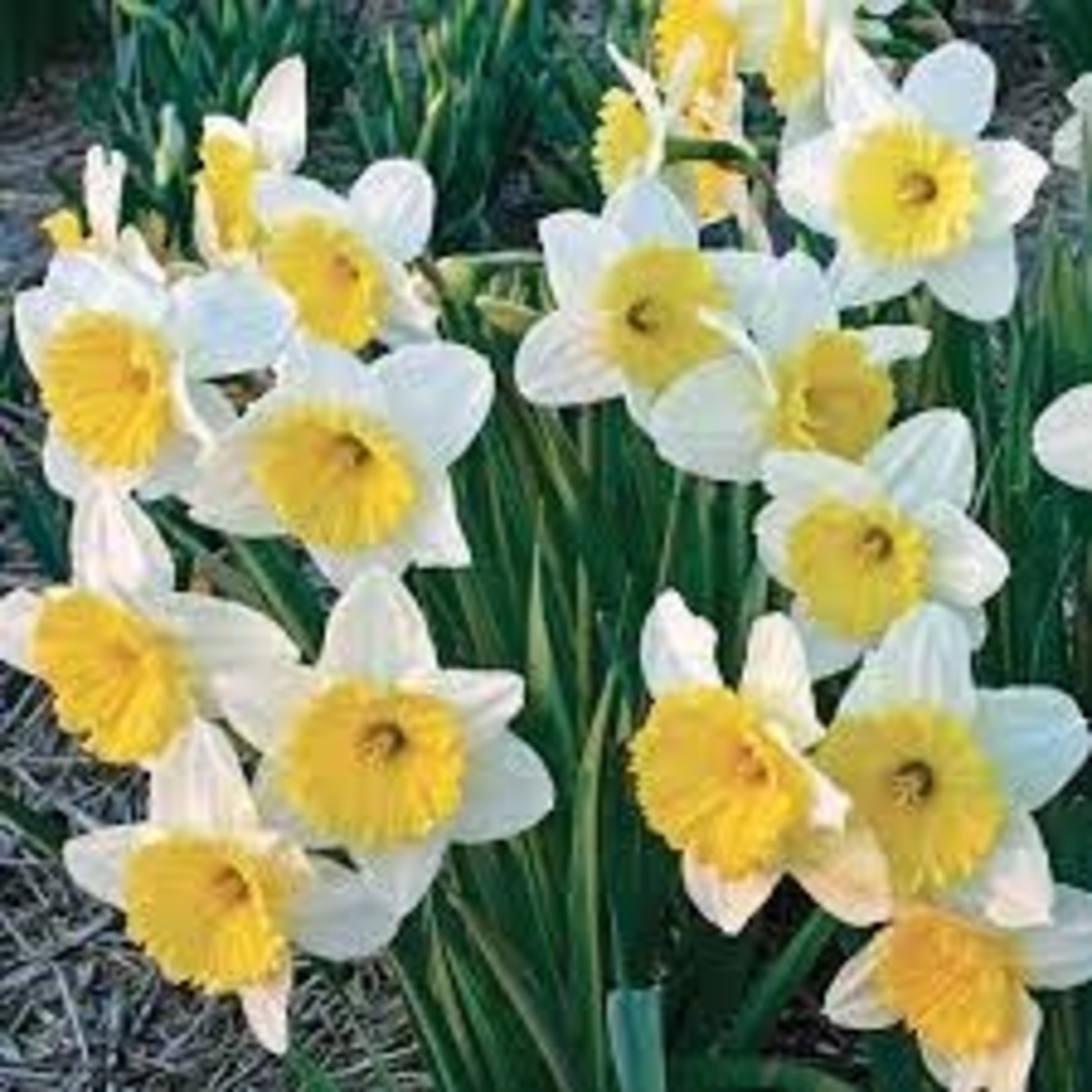 Community Outreach Daffodil BULB