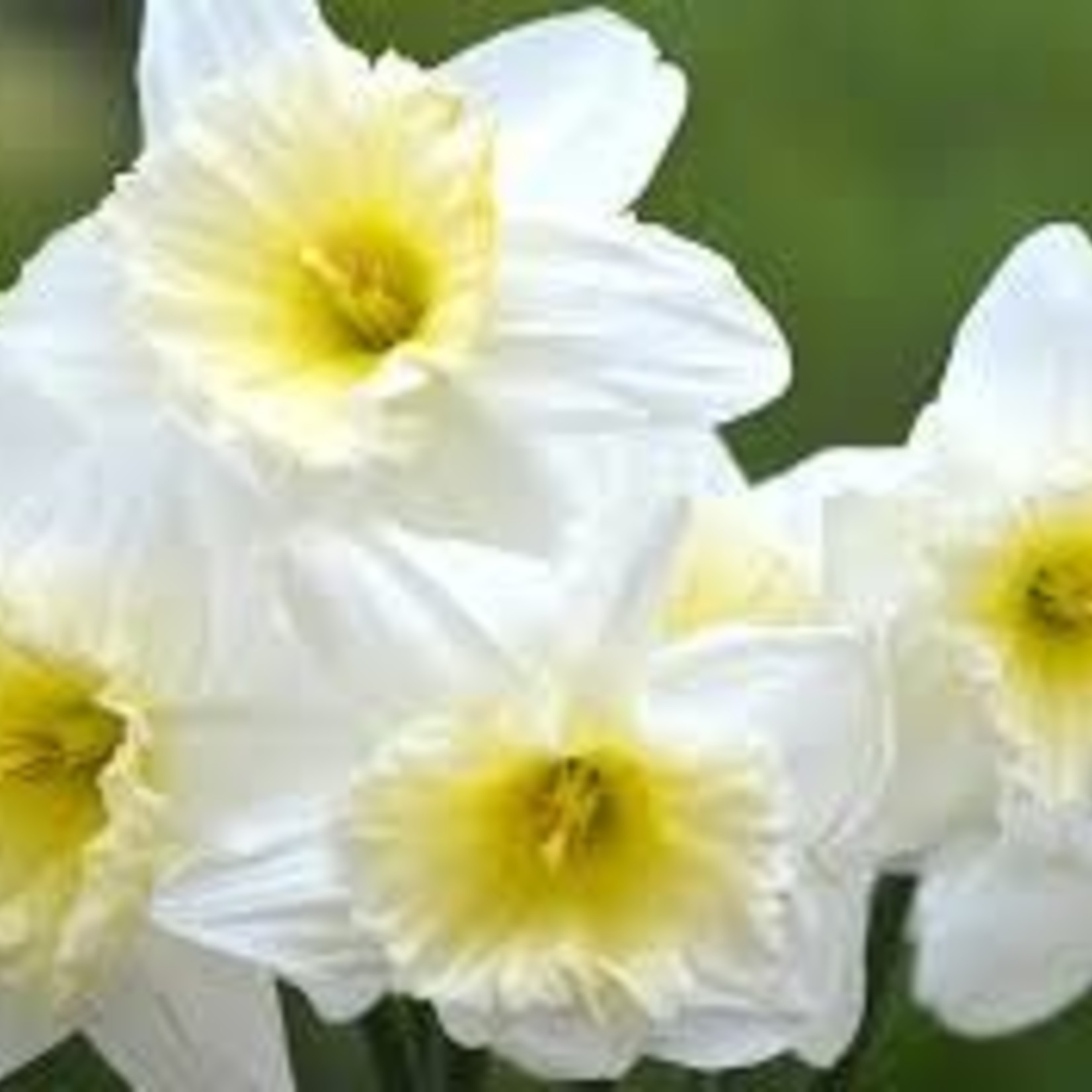 Community Outreach Daffodil BULB